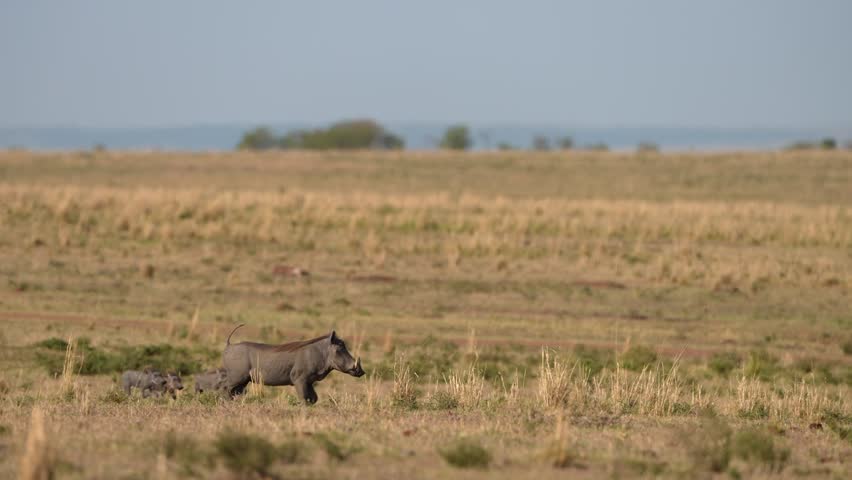 African Warthog Family Running Across Savannah Landscape