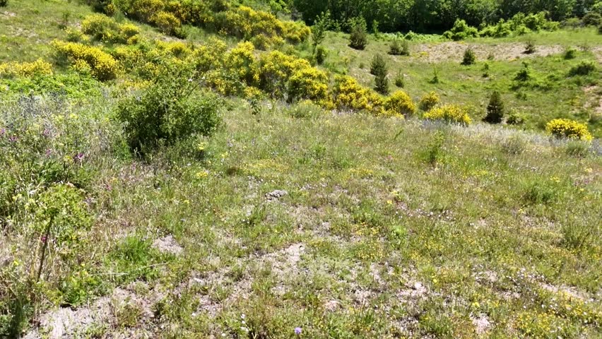 A mountain meadow with green shrubs and scattered brooms, immersed in a bright natural landscape. A simple and authentic scene.