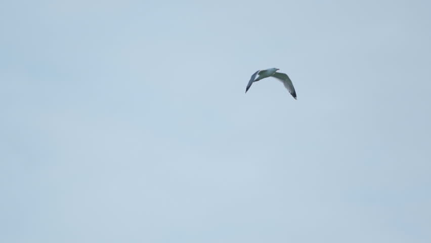 A seagull  (Laridae) in flight against a blue sky.  Slow motion