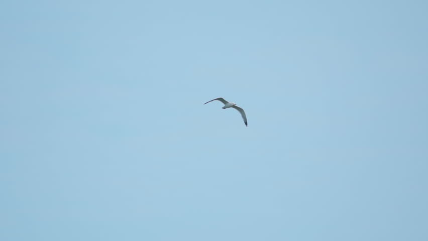 A seagull  (Laridae) in flight against a blue sky.  Slow motion