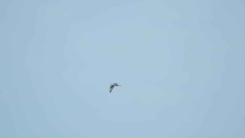 A seagull  (Laridae) in flight against a blue sky.  Slow motion