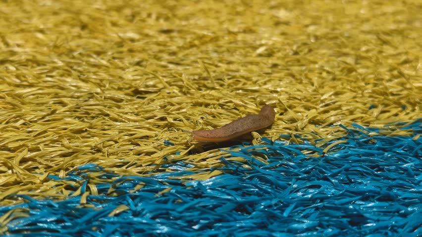 A brown slug slowly moves across a vibrant outdoor surface of yellow and blue artificial grass. Unique texture.