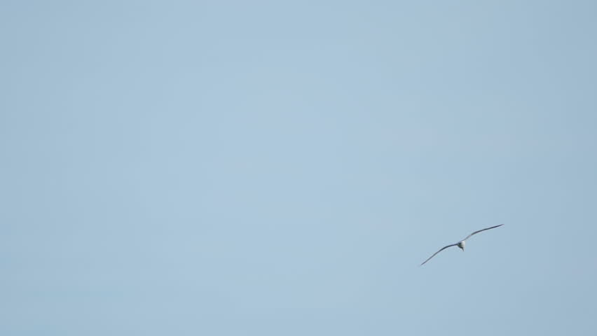 A seagull  (Laridae) in flight against a blue sky.  Slow motion