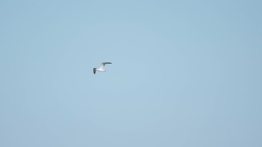 A seagull  (Laridae) in flight against a blue sky.  Slow motion