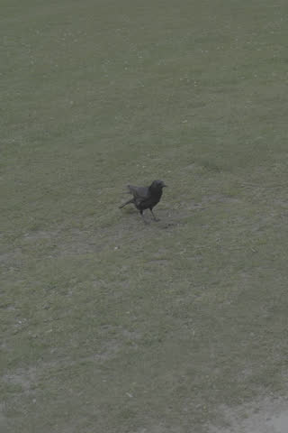 A crow standing on grass in a natural park environment. A calm wildlife scene focused on the bird, greenery, and outdoor habitat.