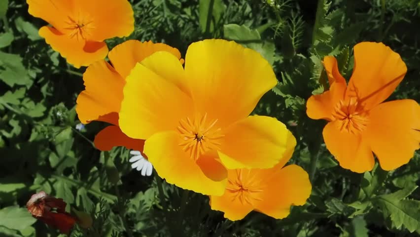 Eschscholzia californica 