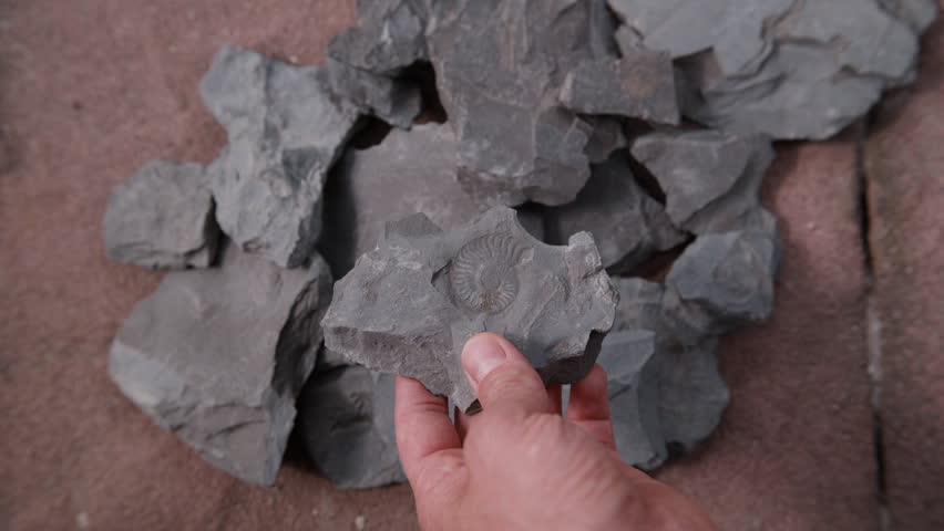 A hand lifts a slab of shale up from the pile, the camera tracking focus to keep the ammonite fossil sharp throughout. The rewarding moment of discovery in Holzmaden, Germany – 180 million years old.