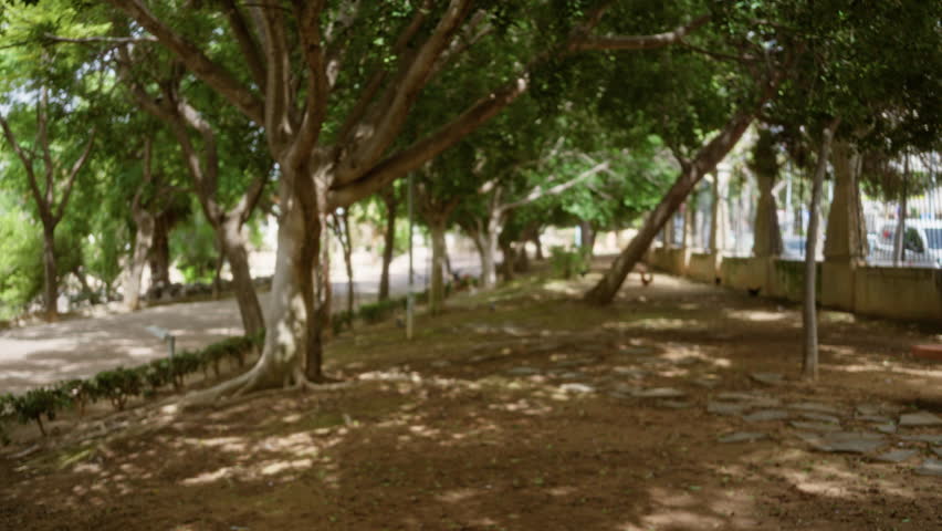 Blurred park scene with tree canopy, shaded dirt path and scattered paving stones, shallow focus; background backplate copyspace calm.