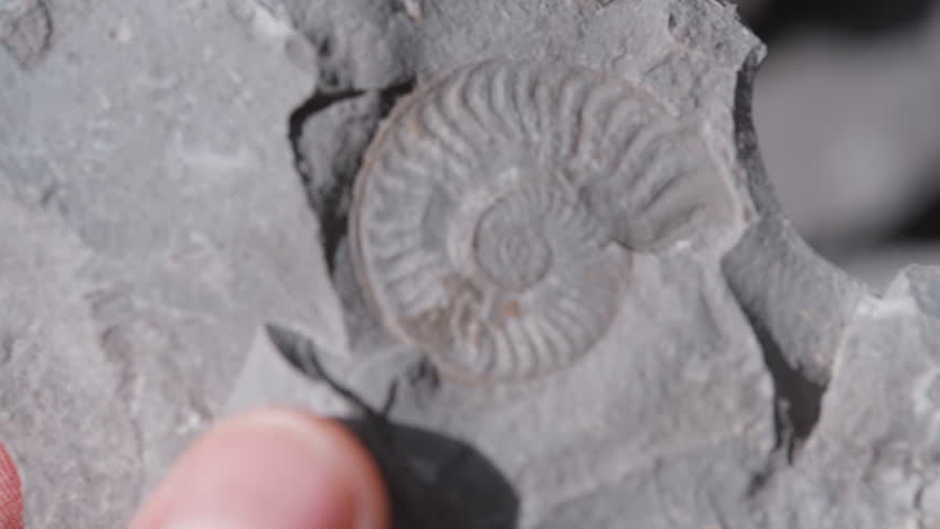 Extreme close-up of a beautifully preserved ammonite fossil, the slab slowly turned and tilted to catch the light on its spiral ribs. A perfect Jurassic find from Holzmaden, Germany – 180 million year