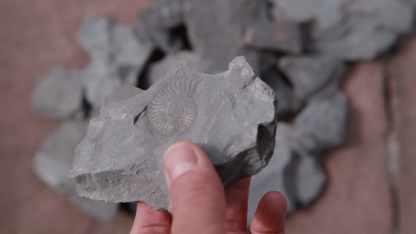 A hand holds up a slab of shale with a beautifully preserved ammonite fossil, more slate below. The rewarding moment of discovery after fossil hunting in Holzmaden, Germany – 180 million years old.