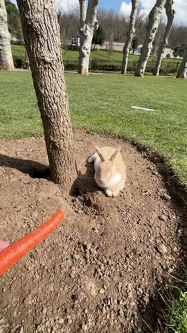a cute rabbit eating a pool