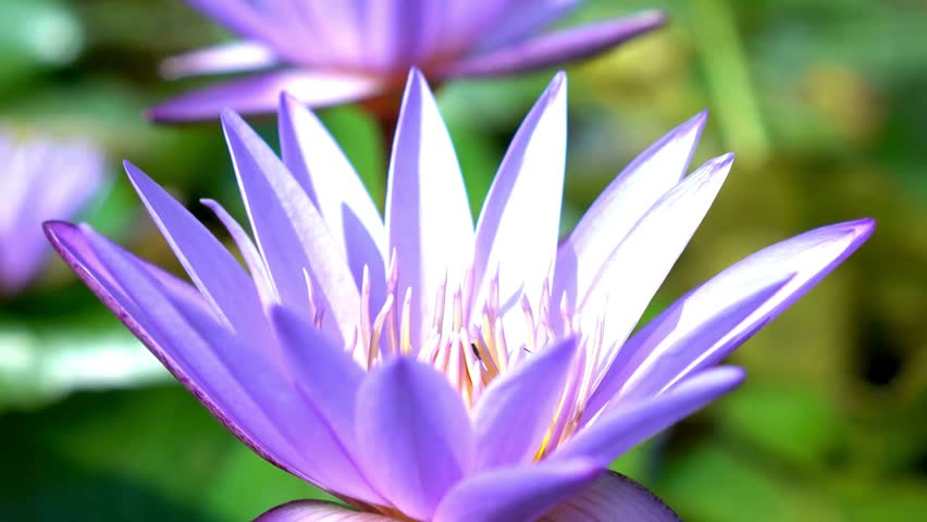 Close-up of a honey bee pollinating a beautiful purple water lily flower