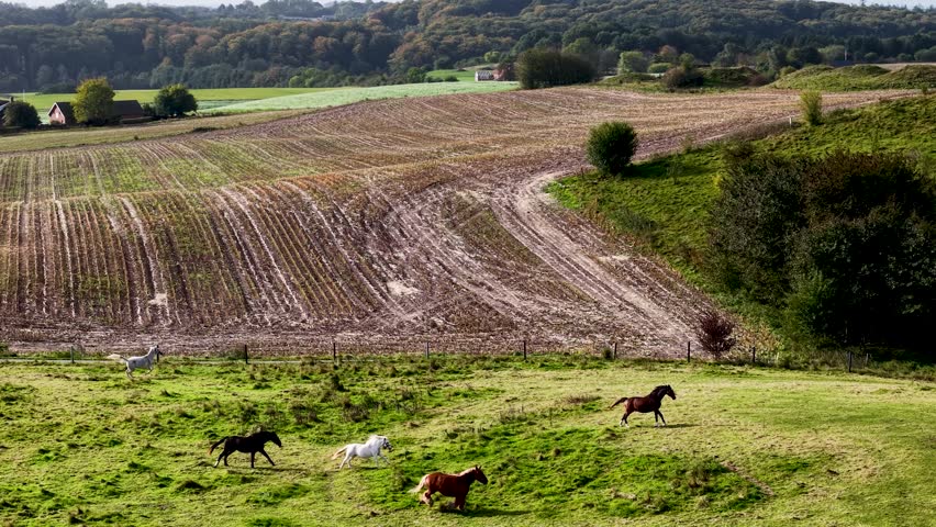 Aerial view of Horses running in lush green pasture with farmland in the background, Jutland, Denmark
