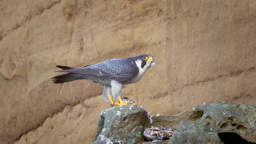 Peregrine falcon plucking the feathers off the pigeon