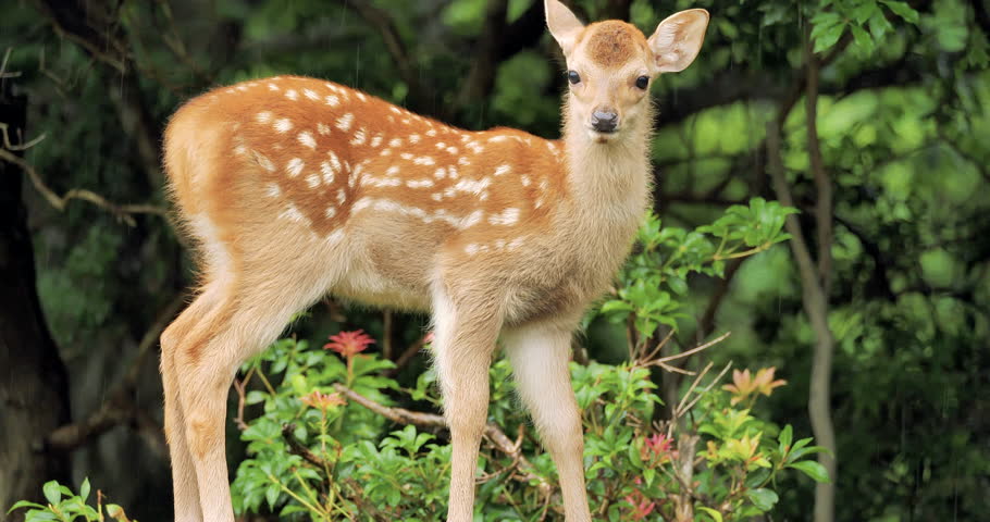 cute fawn( japanese spotted deer) using hind leg to scratch neck in the rain