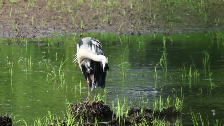 A grey heron on marshy ground, shaking itself and losing feathers, grey heron losing feathers, marsh, reeds in the background, shallow water and reeds, Ardea cinerea