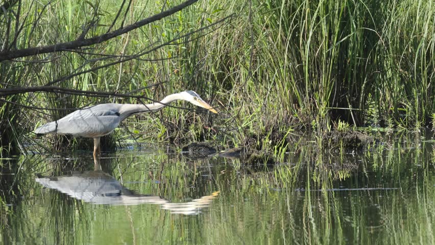 A grey heron wades through shallow water and plunges its beak into the water; grey heron catches prey, grey heron strikes with lightning speed; marsh; reeds; shallow water and reeds; Ardea cinerea