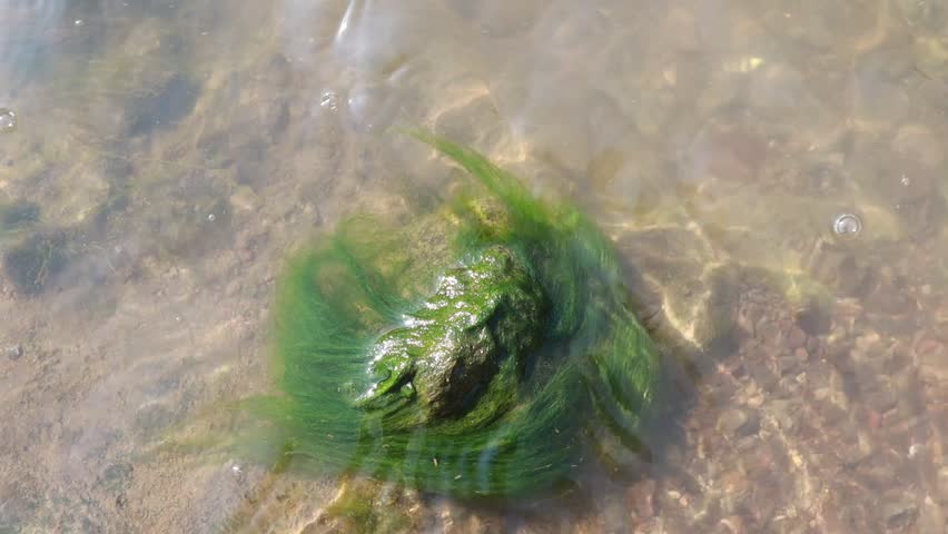 Green freshwater algae swaying gently with river currents around a submerged rock in a shallow stream. Natural aquatic vegetation moving underwater in a peaceful freshwater ecosystem.