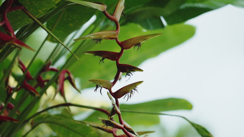 Close-up of a vibrant, dangling Heliconia flower, also known as a lobster-claw, showcasing its unique red and yellow structure against a soft, blurred green background