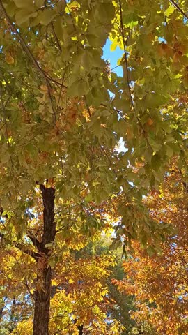 Autumn leaves in the park