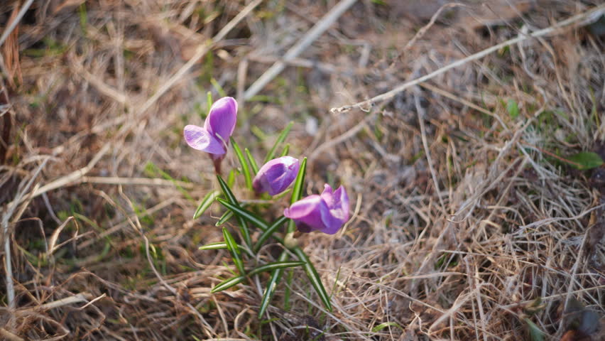 Purple wildflowers growing in dry grass