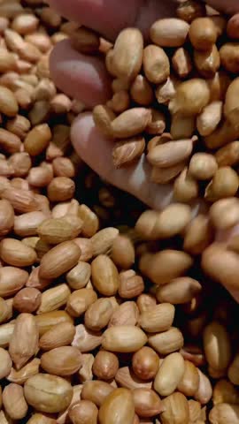 Peanuts (Arachis hypogaea) are a type of legume native to South America.