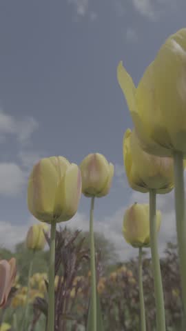 High quality close-up view of blooming flowers in a park showing detailed petals, colors, and natural greenery in a peaceful outdoor environment.