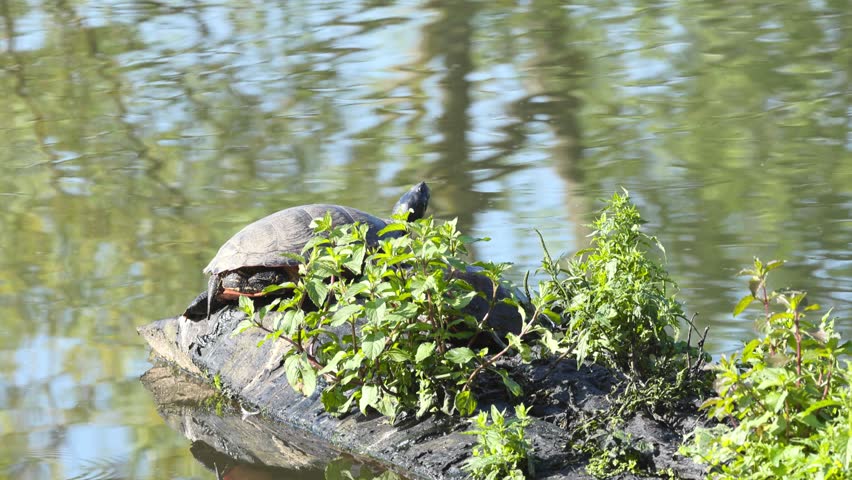 Water turtles bask on rotten wood at the shore, shimmering water surface, branches reflected in the lake, Trachemys scripta elegans, green shimmering pond, wood with green twigs