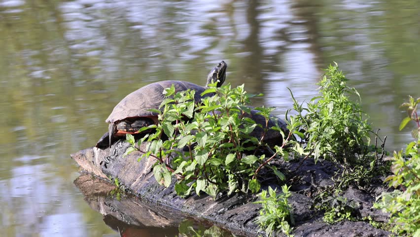 close up water turtles bask on rotten wood at the shore, shimmering water surface, branches reflected in the lake, Trachemys scripta elegans, green shimmering pond, wood with green plants