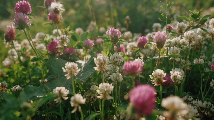 Beautiful blooming clover flowers swaying gently in a sunlit summer meadow at sunset, creating a vibrant display of pink and white blossoms amidst fresh green foliage