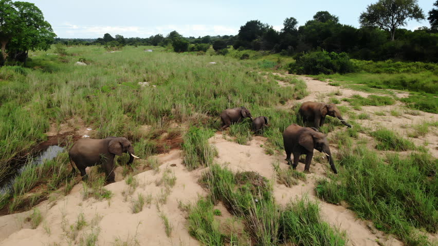 Aerial view of elephants moving across a grassy savanna