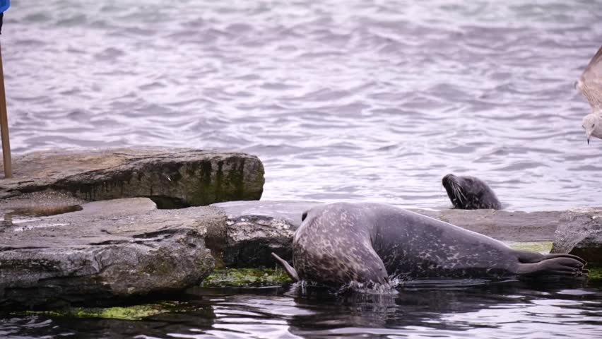 Seals dive and climb rocky outcrops while a wild seagull takes flight nearby.