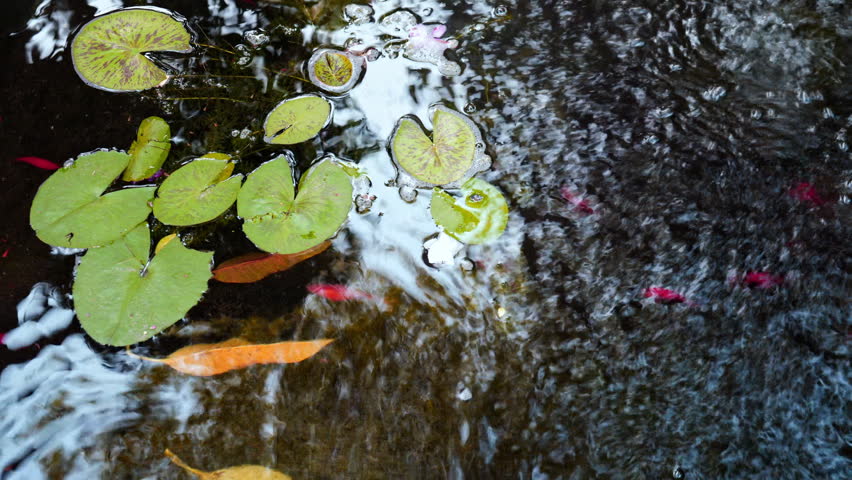 Cinematic overhead view of fresh green lily pads and orange fallen leaves on ripply water with swimming small fish.