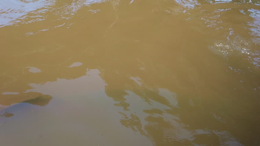 Huge pirarucus fish, Arapaima gigas, in captivity. native to the basin of Amazon River
