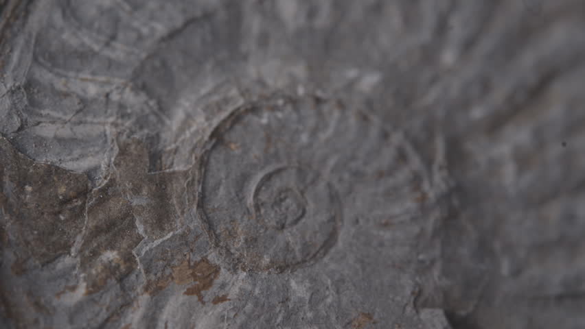 Extreme macro of a Jurassic ammonite fossil, then the shale slab tilts to the side to reveal its layered edge and fine sediment structure. A beautiful 180 million year old find from Holzmaden, Germany