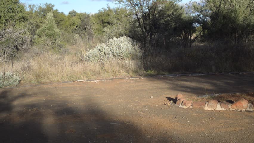 Gravel road with bush in the background and grass swaying in the wind