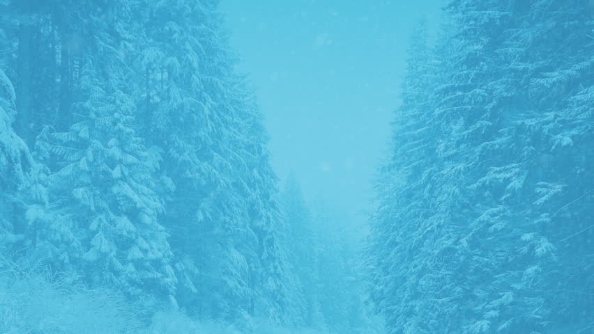 Snow Covered Forest Trees In Blizzard Winter Scene