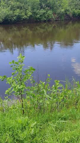 Young tree growing on the river bank with green grass and foliage. Calm water reflecting sky and trees. Nature landscape scene with wild vegetation environment.