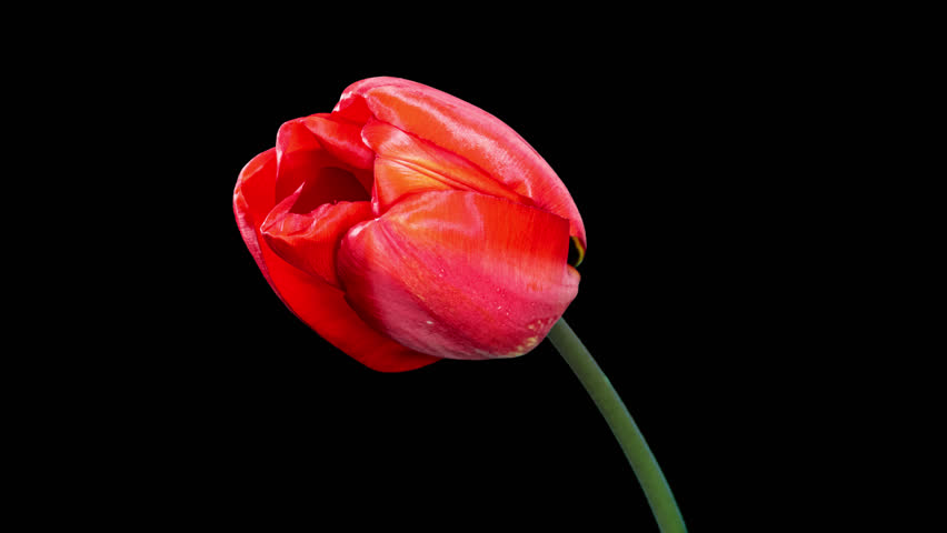Red Tulip Blooms in Time Lapse on a Black Background with Alpha Matte Channel. Spring Symbol Blooming in Timelapse. One Red Flower Opens Petals Fast. Amazing Beautiful Blossoming Plant
