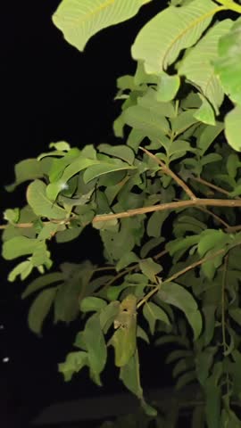 Close-up of vibrant green foliage under the night sky.