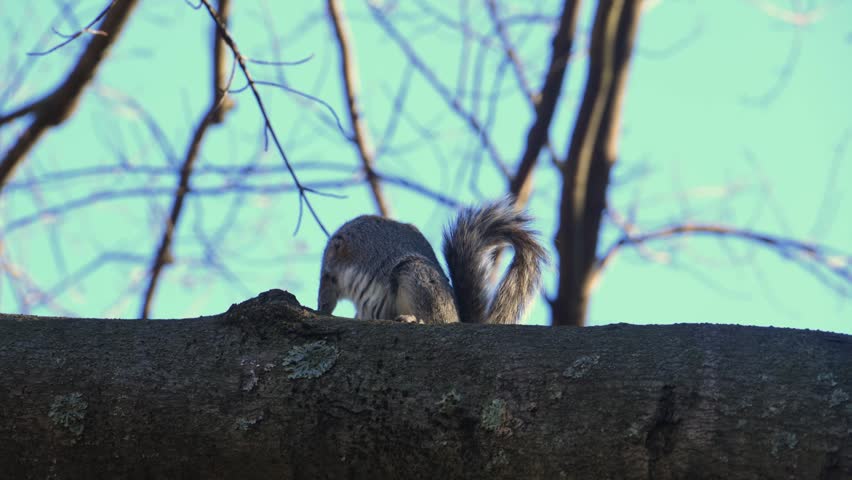 Eastern gray squirrel (Sciurus carolinensis), characterized by its grayish-brown fur and whitish belly. They are highly adaptable omnivores that feed on seeds, nuts, fruits, and occasionally eggs or young birds.