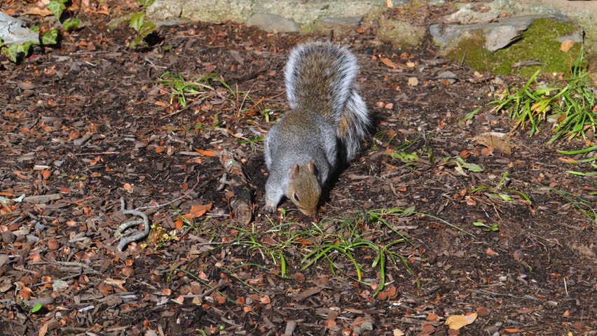 Eastern gray squirrel (Sciurus carolinensis), characterized by its grayish-brown fur and whitish belly. They are highly adaptable omnivores that feed on seeds, nuts, fruits, and occasionally eggs or young birds.