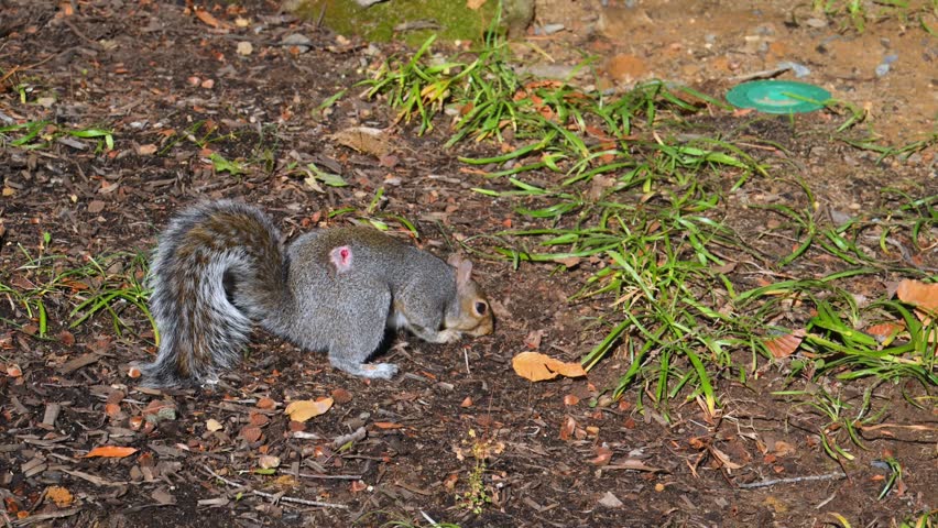 Eastern gray squirrel (Sciurus carolinensis), characterized by its grayish-brown fur and whitish belly. They are highly adaptable omnivores that feed on seeds, nuts, fruits, and occasionally eggs or young birds.