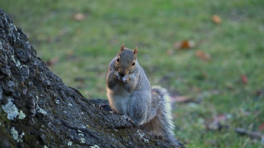 Eastern gray squirrel (Sciurus carolinensis), characterized by its grayish-brown fur and whitish belly. They are highly adaptable omnivores that feed on seeds, nuts, fruits, and occasionally eggs or young birds.