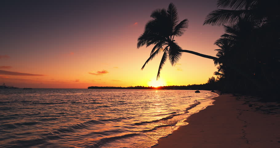 Silhouette of palm tree on tropical beach at golden sunset, tropical sunrise over exotic island beach in Punta Cana, Dominican Republic