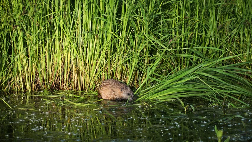The otter has a leaf in the water. An otter in its natural habitat.