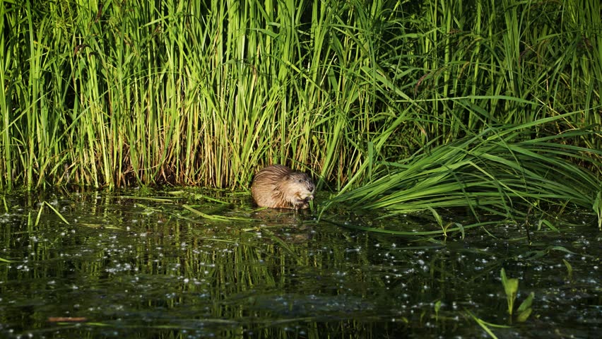 The otter has a leaf in the water. An otter in its natural habitat.