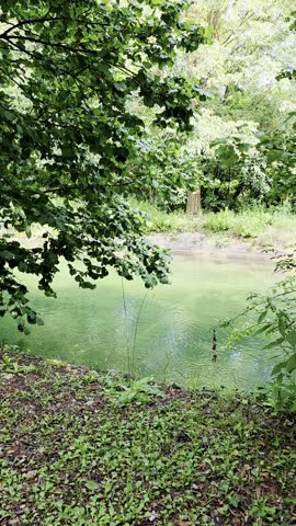 River flowing in a forest
