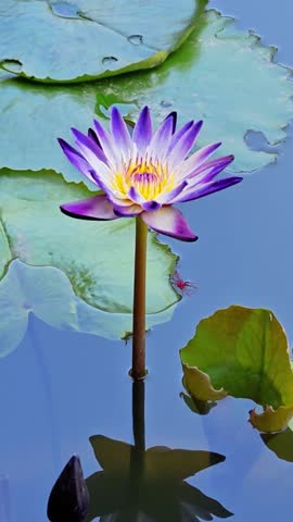 Beautiful purple lotus flower with green leaves in pond. Aquatic lotus flower blooming in pond, lake, river water in summer. 