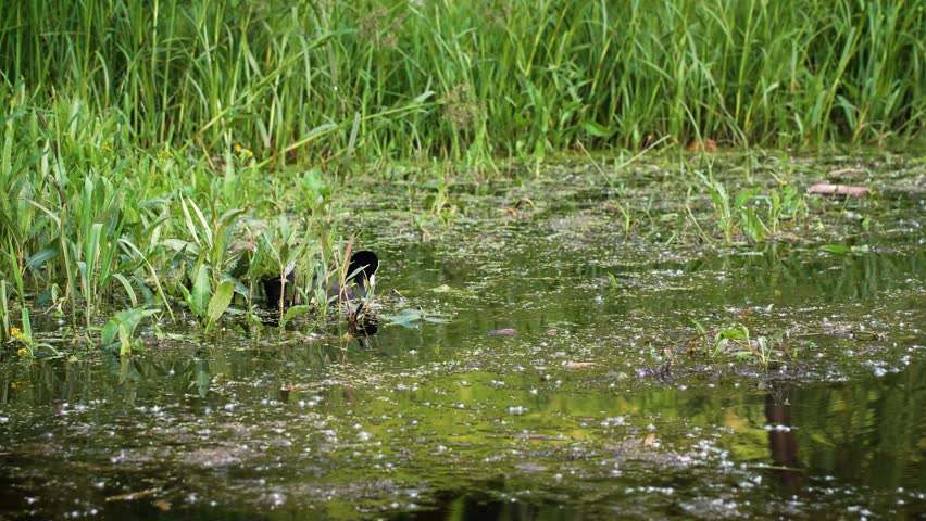 Photo of an American coot (Fulica americana) swimming in a lake. The American coot is a migratory bird that occupies most of North America.